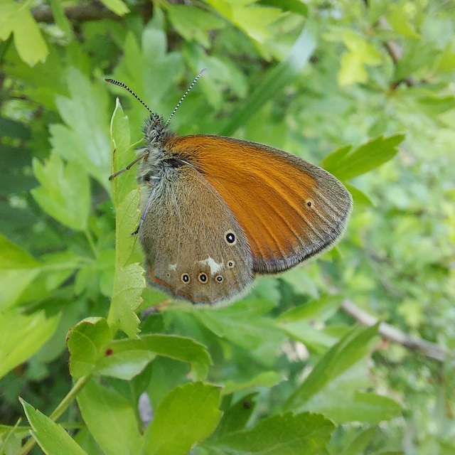Coenonympha glycerion - közönséges szénalepke