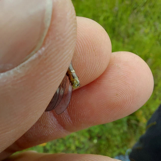 Myrmeleon