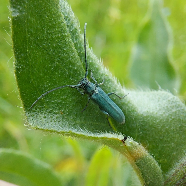 Phytoecia coerulescens - kígyósziszcincér