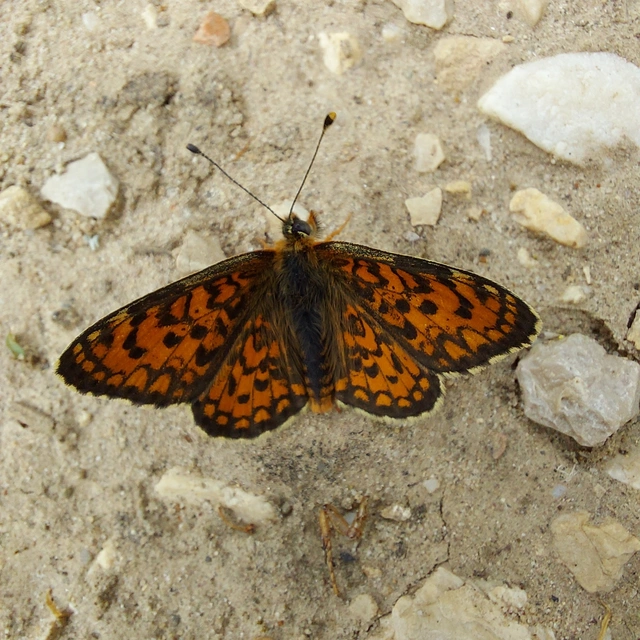 Melitaea trivia - kis tarkalepke