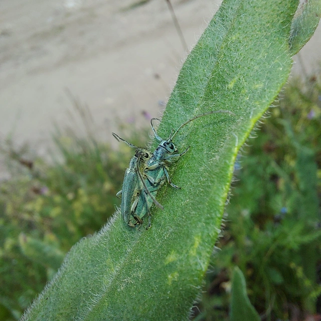 Phytoecia coerulescens - kígyósziszcincér