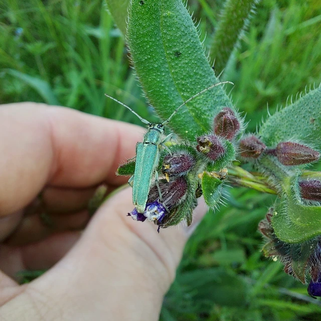 Phytoecia coerulescens - kígyósziszcincér