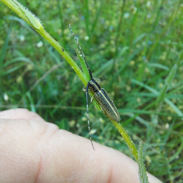 Agapanthia cardui - sávos bogáncscincér
