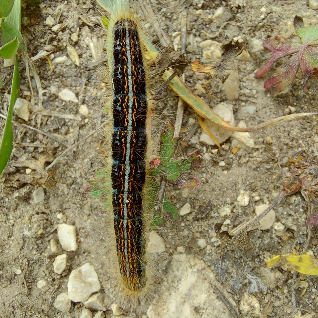 Malacosoma castrensis - kutyatejszövő
