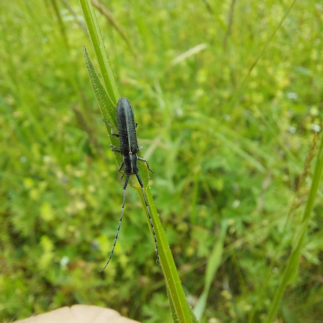 Agapanthia cardui - sávos bogáncscincér