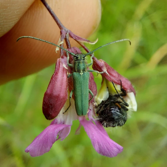 Phytoecia coerulescens - kígyósziszcincér