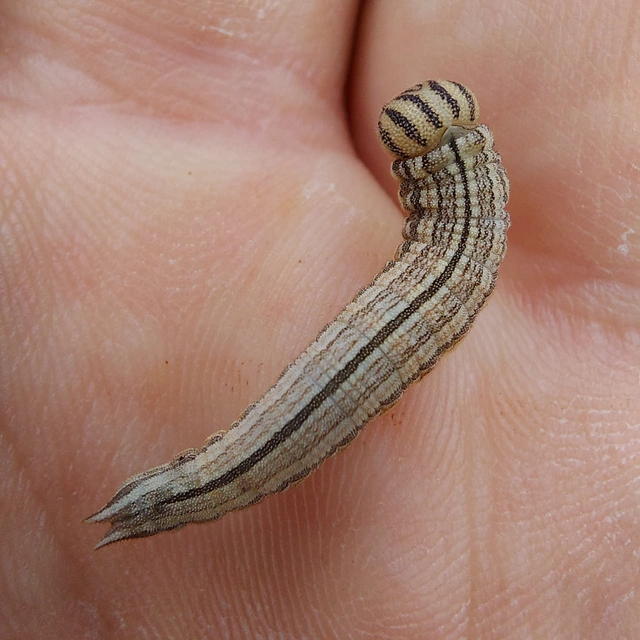 Brintesia circe - fehéröves szemeslepke
