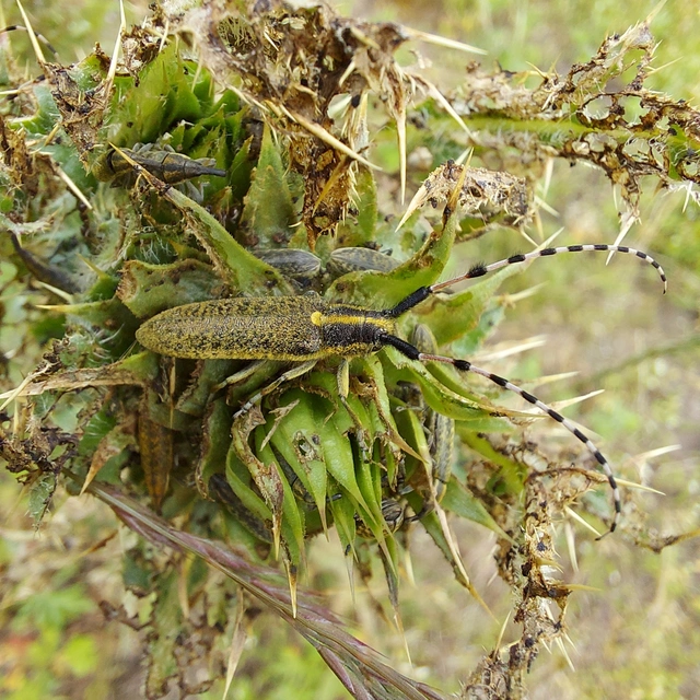 Agapanthia dahli - sárgagyűrűs bogáncscincér