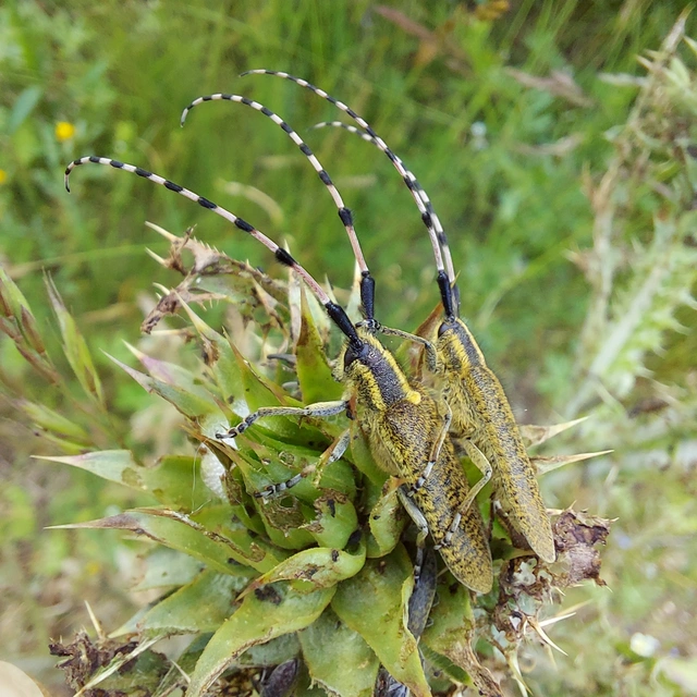 Agapanthia dahli - sárgagyűrűs bogáncscincér