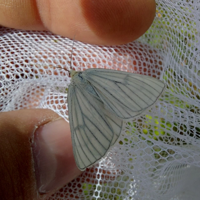 Siona lineata - vonalas fehéraraszoló