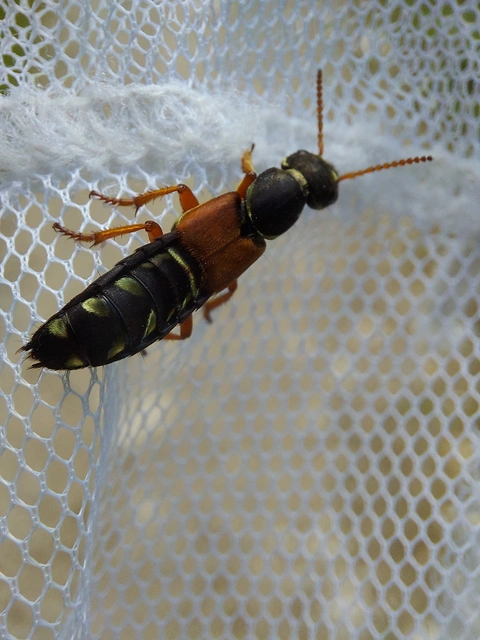 Staphylinus caesareus - aranysujtásos holyva