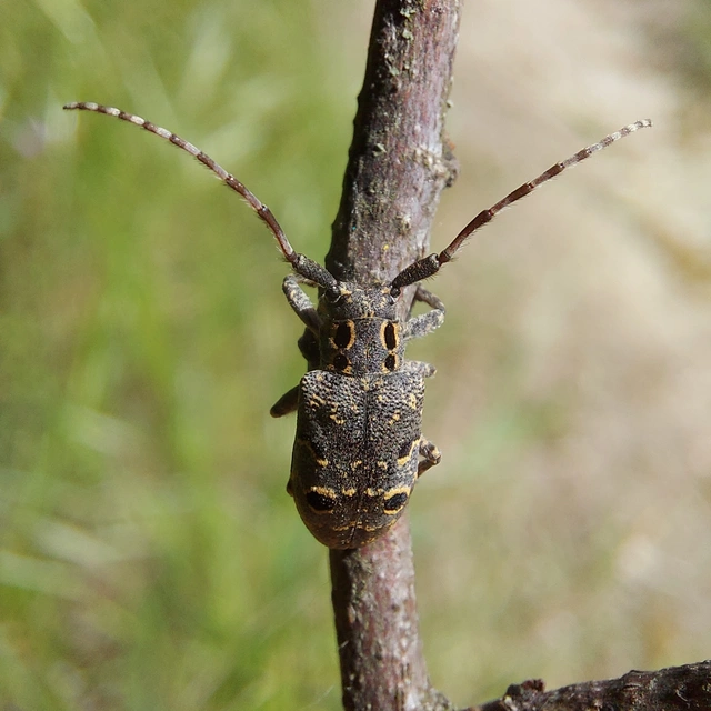 Mesosa curculionoides - szemfoltos cincér Mesosa curculionoides - szemfoltos cincér