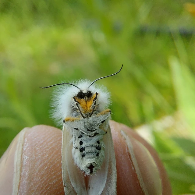 Diaphora mendica - felemás medvelepke