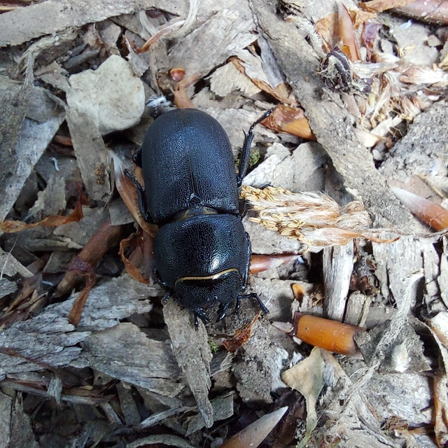 Dorcus parallelipipedus - kis szarvasbogár