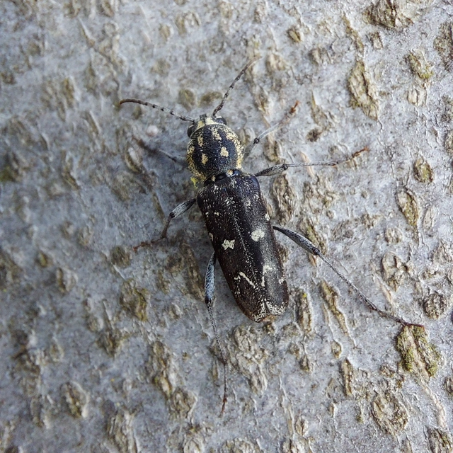 Xylotrechus rusticus - egérszínű darázscincér