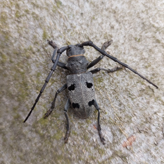 Morimus asper funereus - gyászcincér