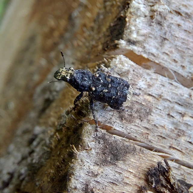 Platyrhinus resinosus - nagy orrosbogár