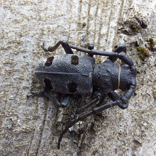 Morimus asper funereus - gyászcincér