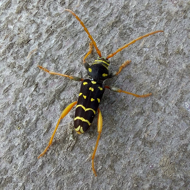 Plagionotus arcuatus - bársonyos darázscincér