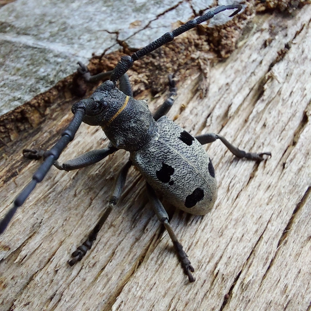 Morimus asper funereus - gyászcincér
