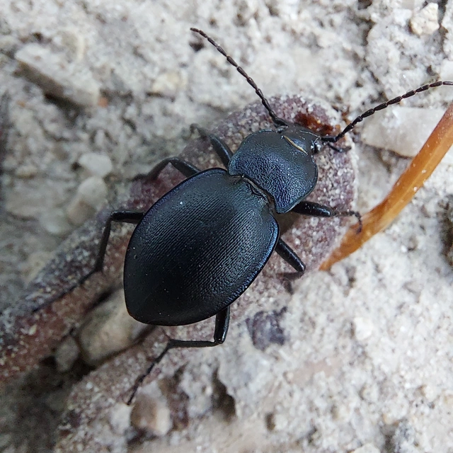 Carabus convexus - selymes futrinka