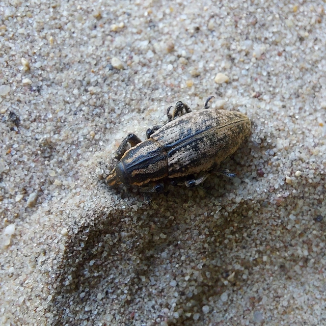 Pseudocleonus cinereus - hamvas barkó