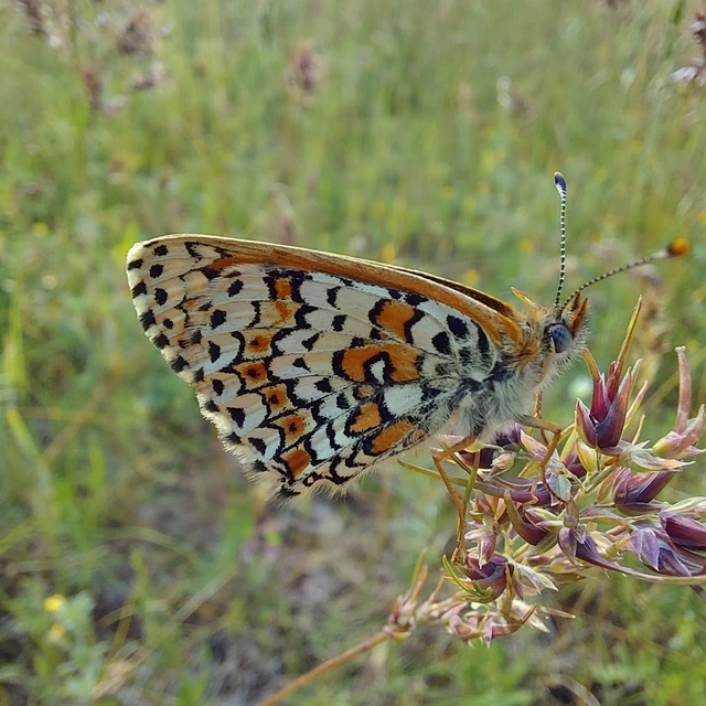 Melitaea cinxia - réti tarkalepke
