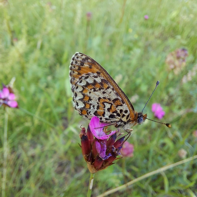 Melitaea trivia - kis tarkalepke