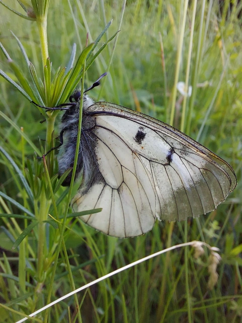 Parnassius mnemosyne - kis apollólepke