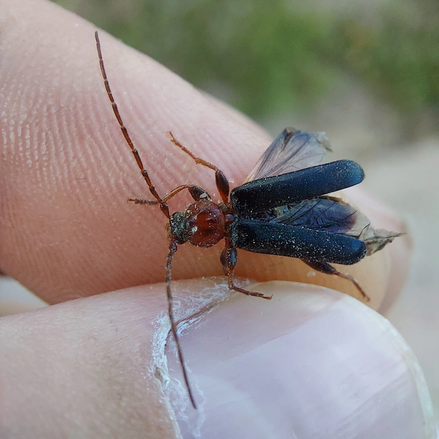 Phymatodes testaceus - változékony korongcincér