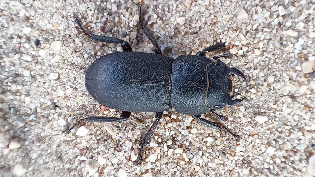 Dorcus parallelipipedus - kis szarvasbogár