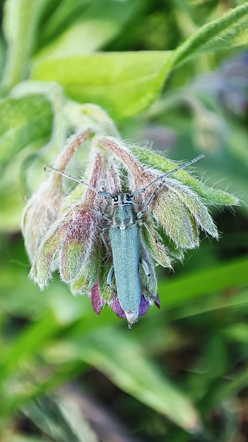 Phytoecia coerulescens - kígyósziszcincér