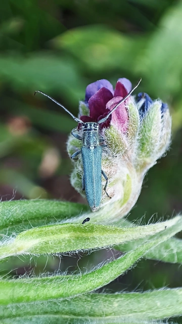 Phytoecia coerulescens - kígyósziszcincér