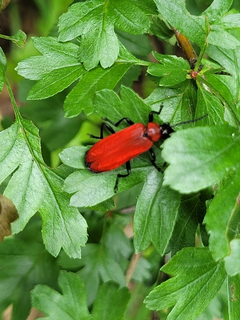 Pyrochroa coccinea - nagy bíborbogár
