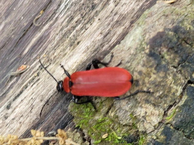 Pyrochroa coccinea - nagy bíborbogár