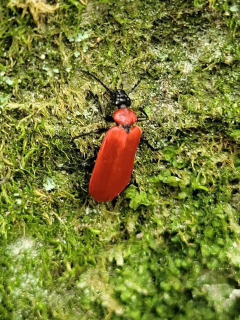 Pyrochroa coccinea - nagy bíborbogár