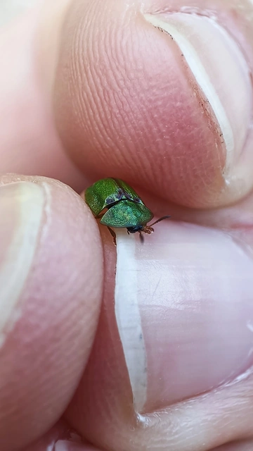 Cassida Cassida