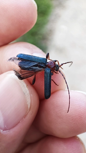 Phymatodes testaceus - változékony korongcincér