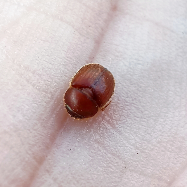 Ochodaeus chrysomeloides - alkonyati homoktúróbogár Ochodaeus chrysomeloides - alkonyati homoktúróbogár