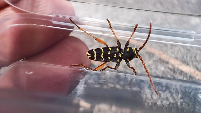 Plagionotus arcuatus - bársonyos darázscincér
