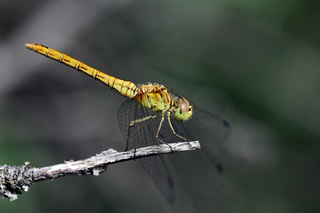 Sympetrum meridionale - fakó katona-szitakötő