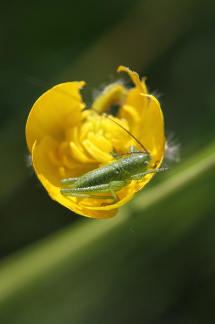 Tettigonia