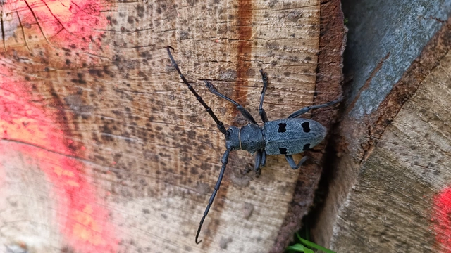 Morimus asper funereus - gyászcincér