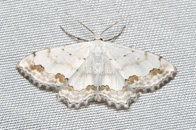Scopula ornata - díszes fehéraraszoló