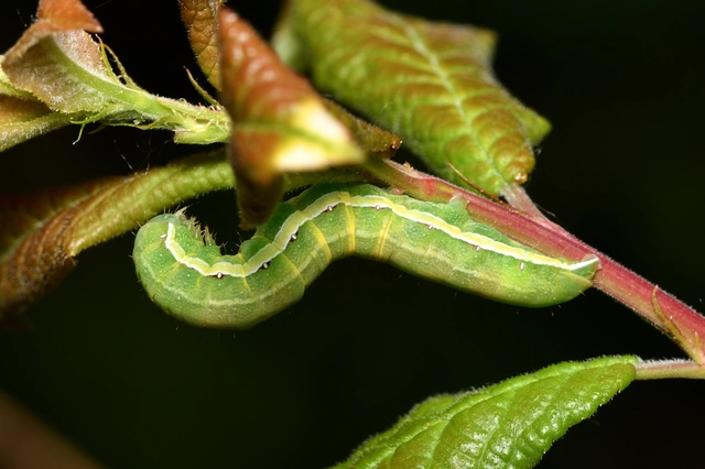 Aporophyla lutulenta - sziki őszibagoly