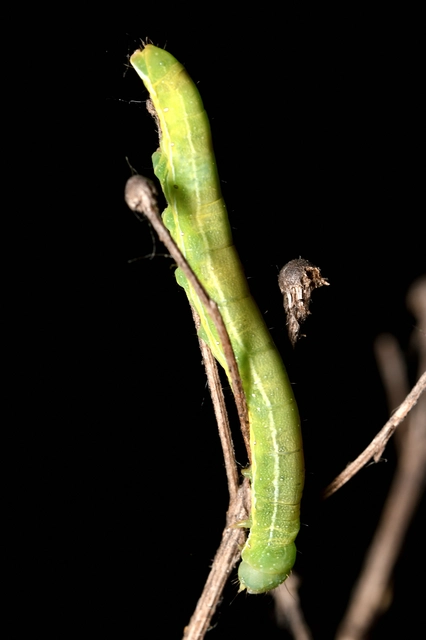 Aporophyla lutulenta - sziki őszibagoly