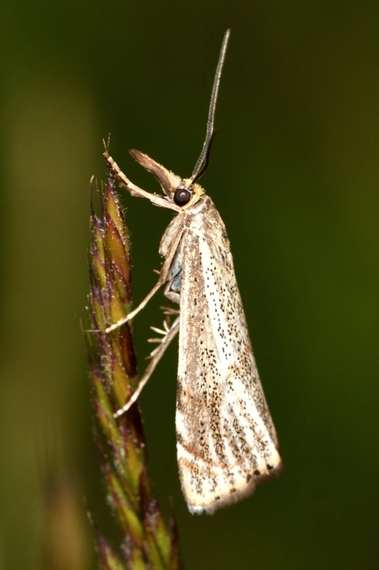 Thisanotia chrysonuchella - tavaszi fűgyökérmoly