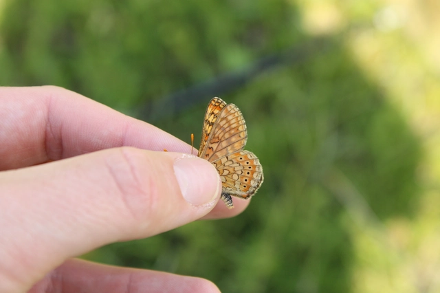 Euphydryas aurinia - lápi tarkalepke