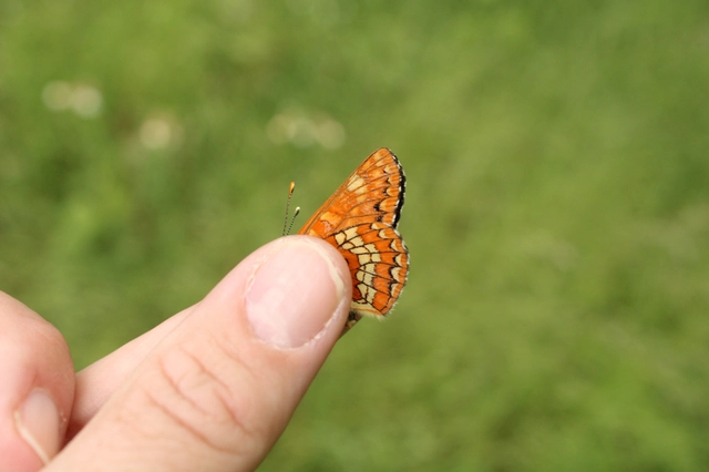Euphydryas maturna - díszes tarkalepke