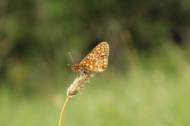 Euphydryas aurinia - lápi tarkalepke